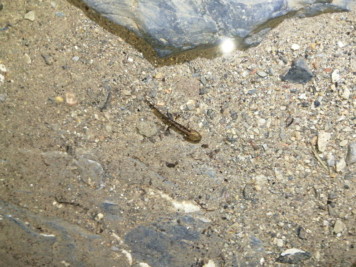 La grotte héberge également, en plus des chauve-souris, des salamandres.