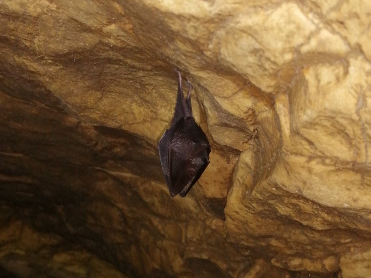 Rhinolophe pendu dans la galerie d'entrée