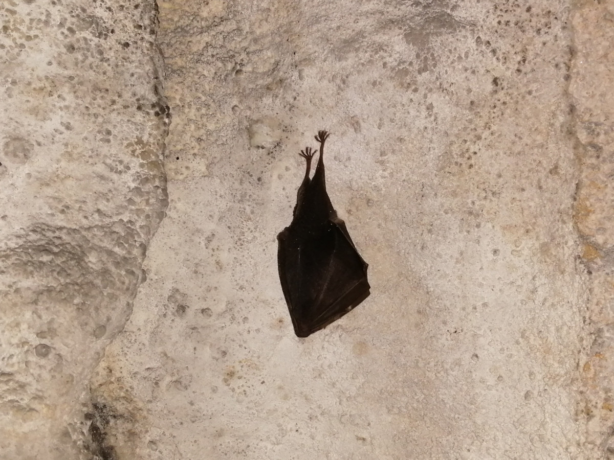 Petit rhinolophe pendu à 50 centimètres au dessus du sol.